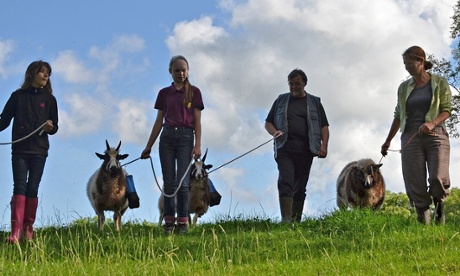 sheep trekking in Wales
