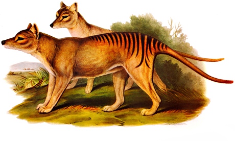 Illustration of two of the now extinct australian carnivorous marsupial mammals The Tasmanian Tigers