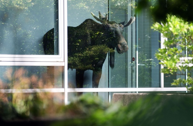 A wild young elk looks through a window of the Siemens offices in Dresden
