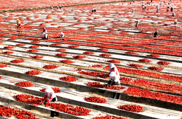 Farmers put harvested tomatoes for air-drying and export in Xinjiang, China