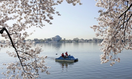 cherry blossom DC