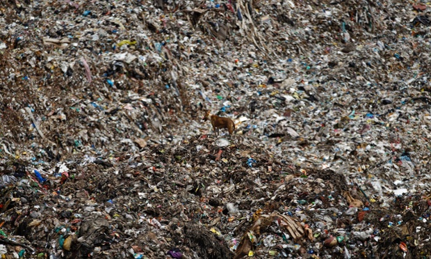 A stray dog stands on a mound of garbage at a landfill site on the outskirts of Bangalore, India