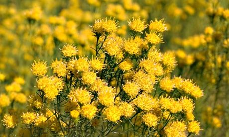 Goldilocks aster with its heads of yolk-yellow flowers.