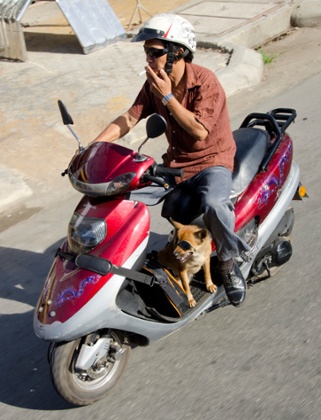 man and dog on scooter in Saigon