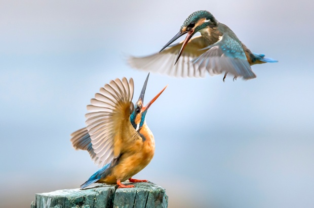 Two kingfishers fight over a prime fishing spot near the Dal Lake in Srinagar, Indian administered Kashmir