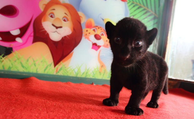 A young tiger in Hangzhou, Zhejiang province, China, was born with pseudo-melanism – a condition that makes his fur black with barely visible light-grey stripes