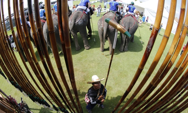 A Thai elephant rider holds a polo mallet as he prepares for competition at the King’s cup elephant polo tournament near Bangkok