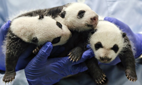 Giant panda triplets