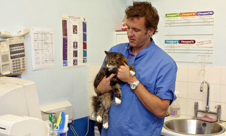 Veterinary tending to an old cat