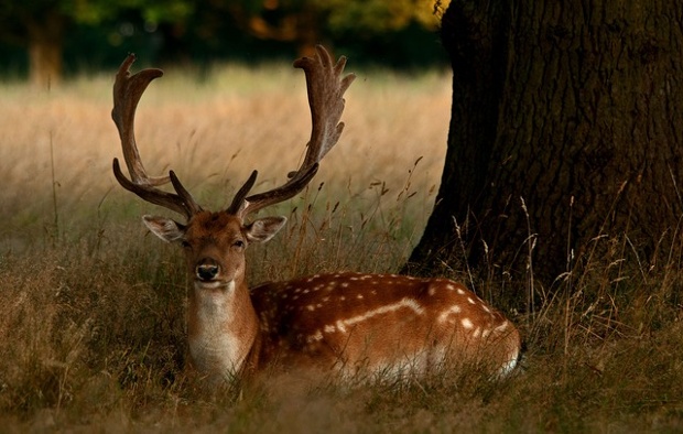 'A group a fallows, were seeking some relief from the heat of the day that was to come.'