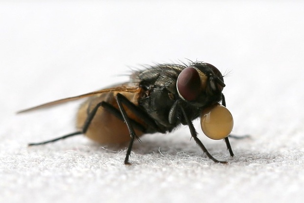 'Spotted this fly on the tablecloth at lunchtime. It appeared to be blowing bubbles then sucking them back in again. I have since tried to find out why they do this - the most convincing theory seems to be that they are regurgitating stomach contents and using air to aid digestion ...'