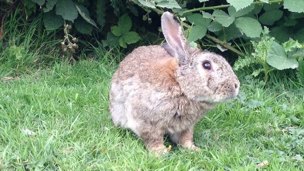 'Supper is waiting: On my way home from Aberthau I pass 5 or 30 bunnies.'
