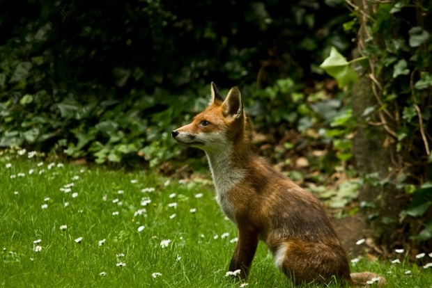 'Things are looking up: I can't get enough of our local foxes - all the better when they pose so fantastically.'