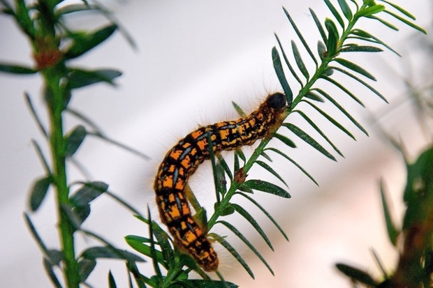 'Endevor: A Tiger Caterpillar in the front yard of our home in Redmond , WA'