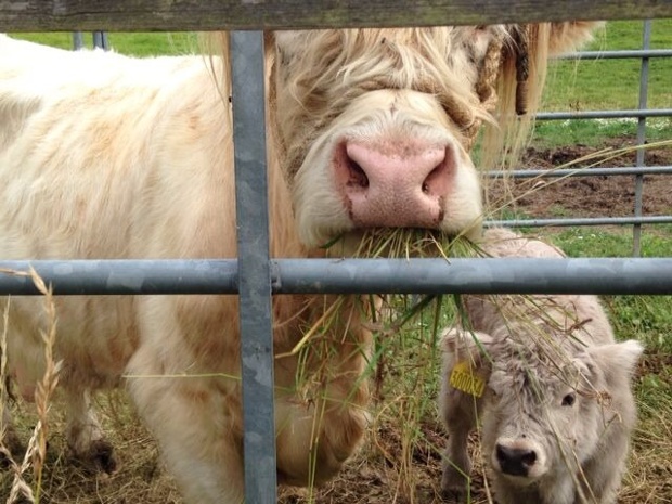 'Baby Highland Cow: Saw this cutie in a field next to our friends house, on a summertime walk a few weeks ago.'