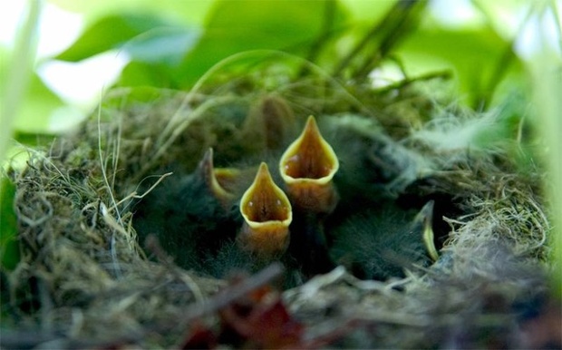 'The real tweet: Outside my window at work. Mother and father are working hard to fill bellies.'