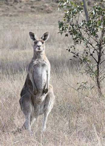 'What are you looking at? Kangaroo in our paddock'