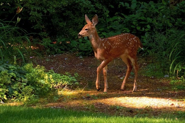 'Visitor @ Sandils' - Redmond: Spotted Deer family visited the back yard of our home in Redmond, WA.'