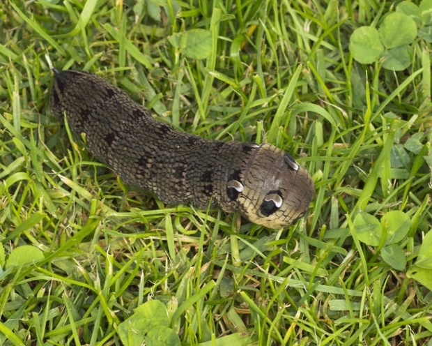 'Elephant Hawk-moth caterpillar: These caterpillars are typically found in August. This one was spotted yesterday making a beeline across the lawn towards a group of fuschia plants where it'll stay throughout the winter. As I approached, it reared up into its defensive 
