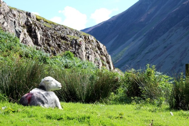 'Happy sheep: Happy looking sheep facing Wasdale Head in the Lake District.'