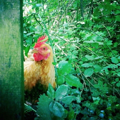 'Cock-A-Doodle-Do: Wildlife in Uckfield Woods.'
