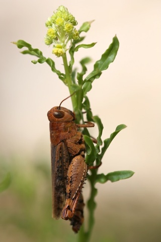 'A grasshopper clings to a plant, showing off its powerful jumping legs'