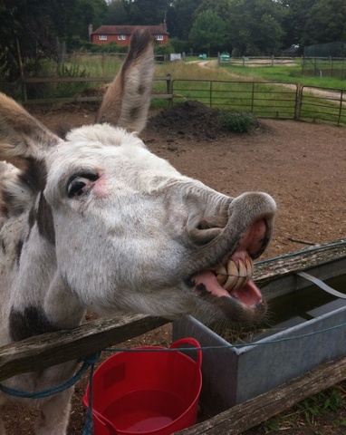 'Say cheese! Donkeys at Wowo Campsite, Uckfield.'