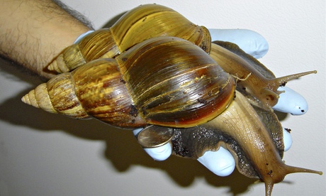 Giant African Land Snail