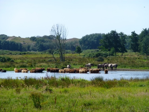 'Scottish Highlanders & Koniks horses going for a dip on a hot sunny August afternoon (August 5) in the Dutch dunes.'