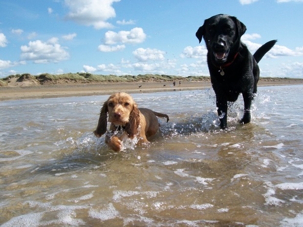 'Juno the Labrador and spaniel Fudge take a paddle: 20/08/14 on holiday in Devon with our dogs enjoying sunny afternoon.'