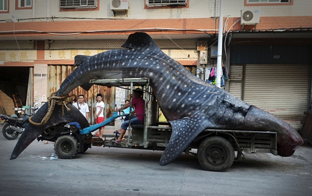 A fisherman transports a five-metre-long dead whale shark after it was caught in Yangzhi county,  China