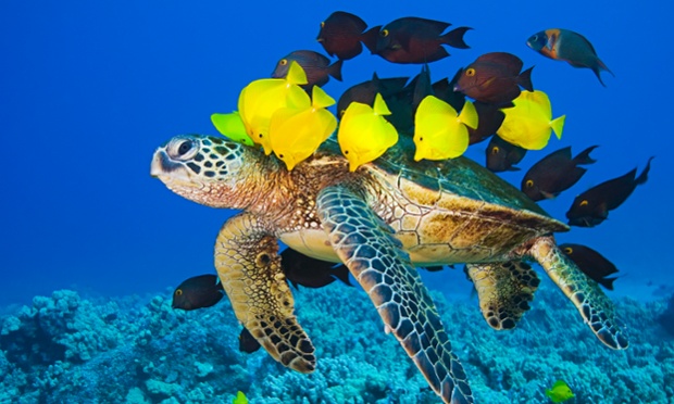 These generous brightly coloured fish happily lend a fin to clean a sea turtle. 
