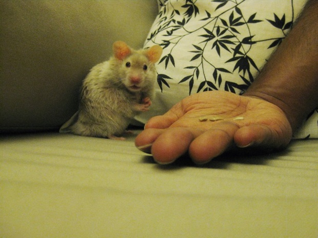 ptolemy hamster being fed out of someone's hand