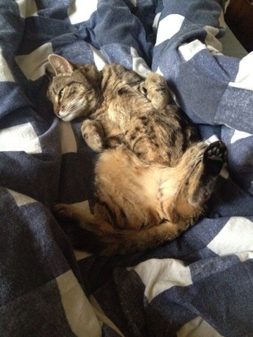 kitten lying on its back on a checked blanket