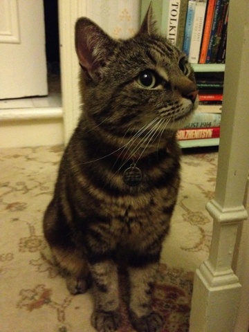 cleo the cat standing in front of a bookshelf