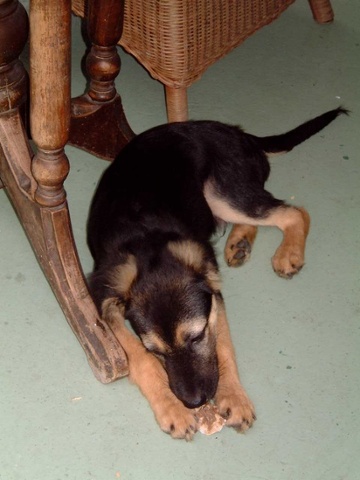 jack the puppy eating under a table