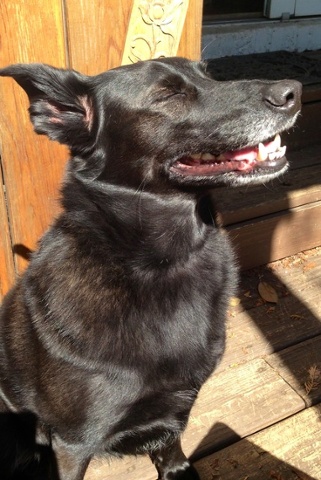 nadezhda the dog smiling in the sun