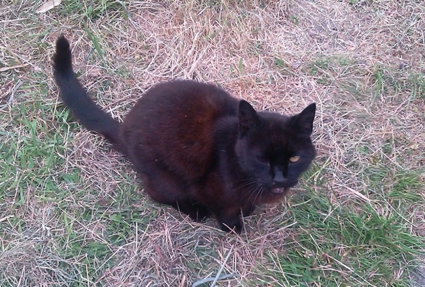 mr pointy a black cat on some grass