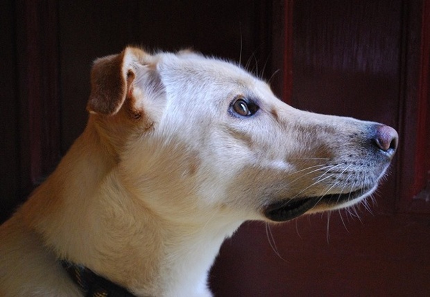 fiona the dog looking out a window