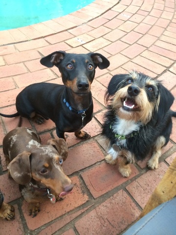 three dogs looking up at a camera