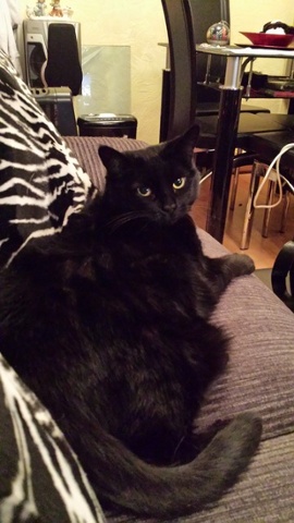 black cat lying on a sofa
