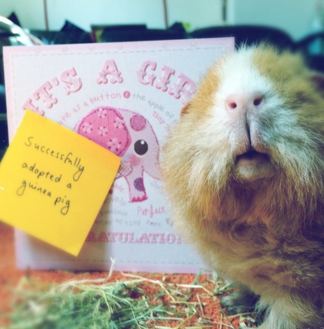 susie the guinea pig in front of a card