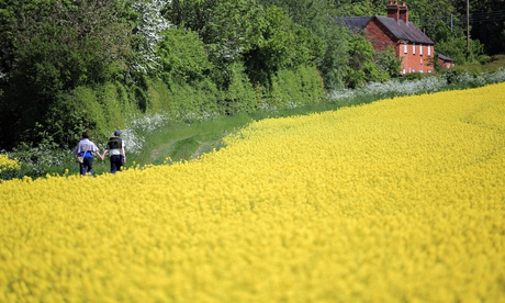 Rapeseed field