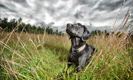 black dog