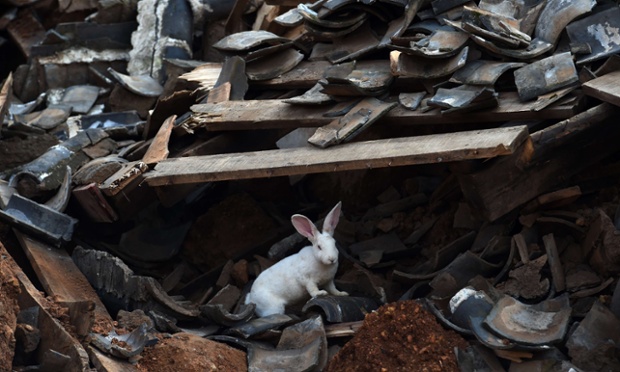 A tame rabbit searches for food in the ruins of a collapsed house at Longtoushan, in China's southwest Yunnan province on August 5, 2014.  Two days after a magnitude 6.1 tremor devastated the once-idyllic mountainside village of Longtoushan in southwest China's Yunnan province, at least 398 people have been confirmed dead, with 80,000 houses destroyed and 124,000 seriously damaged.