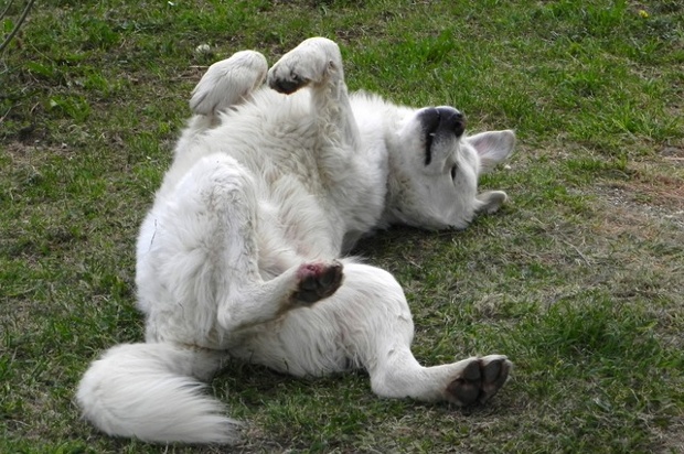 neville the abruzzese mountain dog with his paws in the air as he lies on the grass
