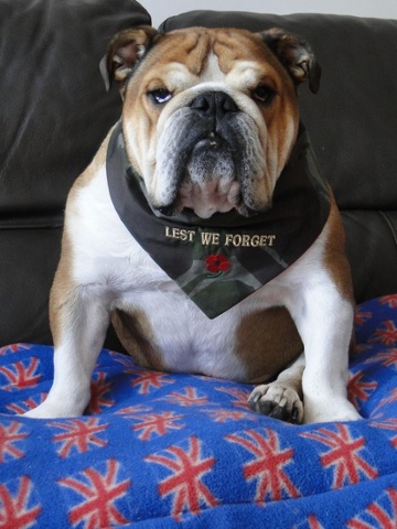 zeus a british bulldog sitting on a union jack blanket and wearing a lest we forget scarf