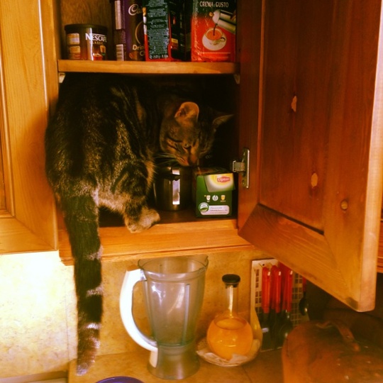 a cat in a kitchen cupboard