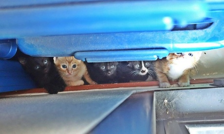 kittens under some blue piping