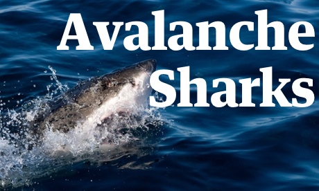 sharks films real quiz killer film ones spot avalanche